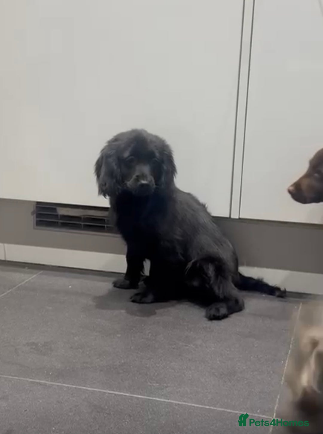 Cockapoo dogs for sale: Silver merle cockapoo puppies  - Advert 4