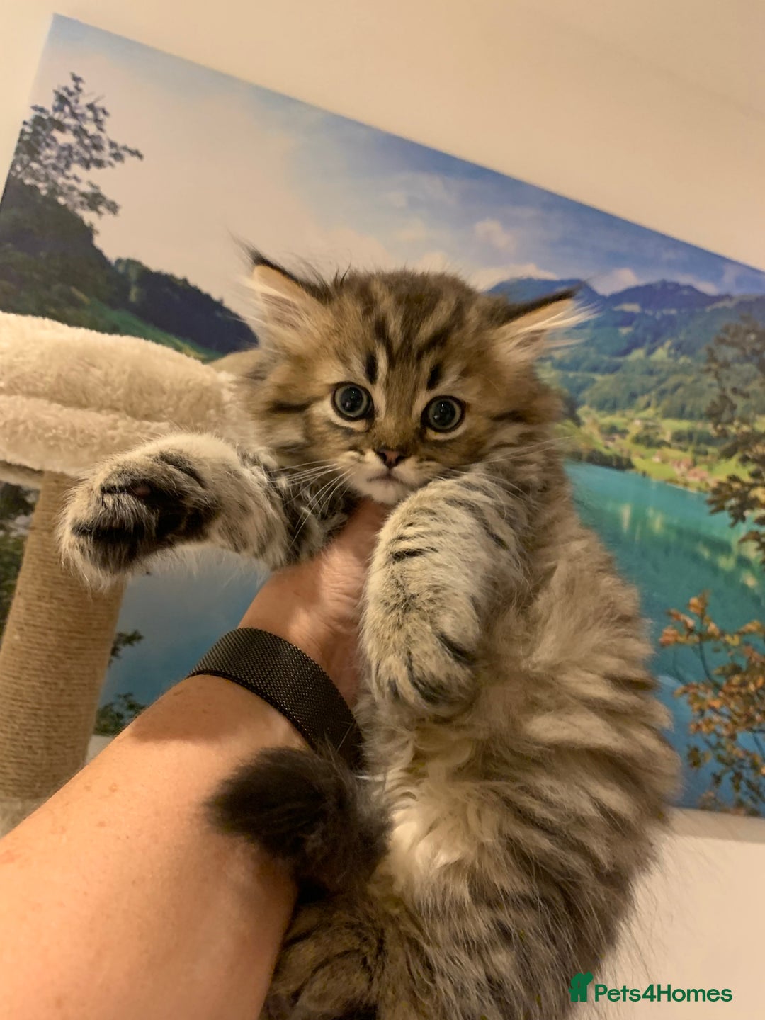 Persian cats for sale: 2 beautiful Persian kittens available from today  - Image 5