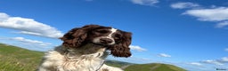 English Springer Spaniel dogs for stud: Working English Springer Spaniel for stud  in Warwick - Advert 11