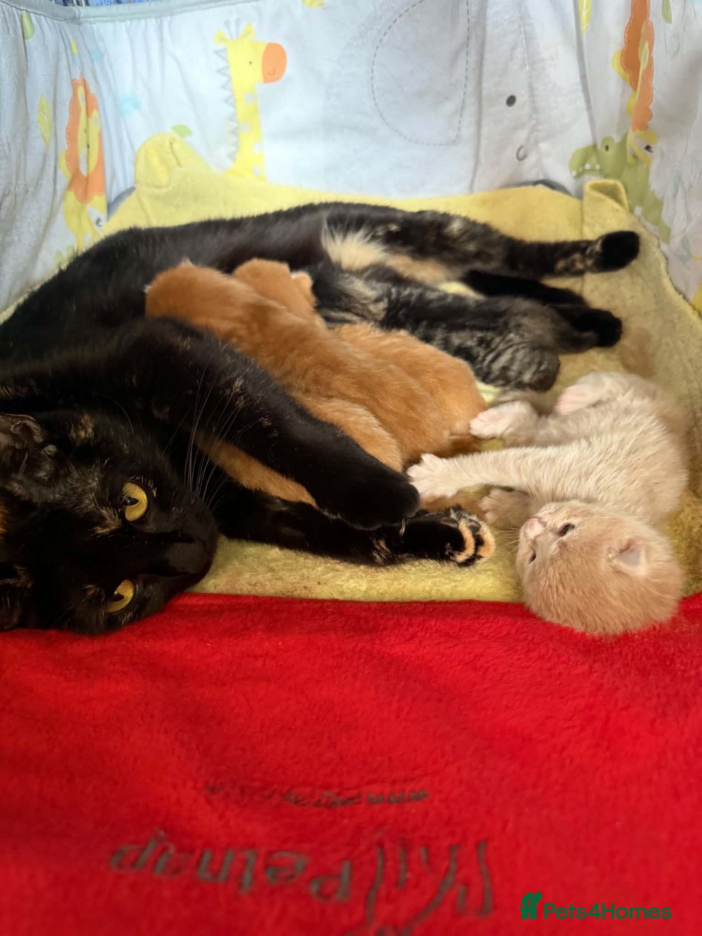 Mixed Breed cats Beautiful kittens available  - Advert 1