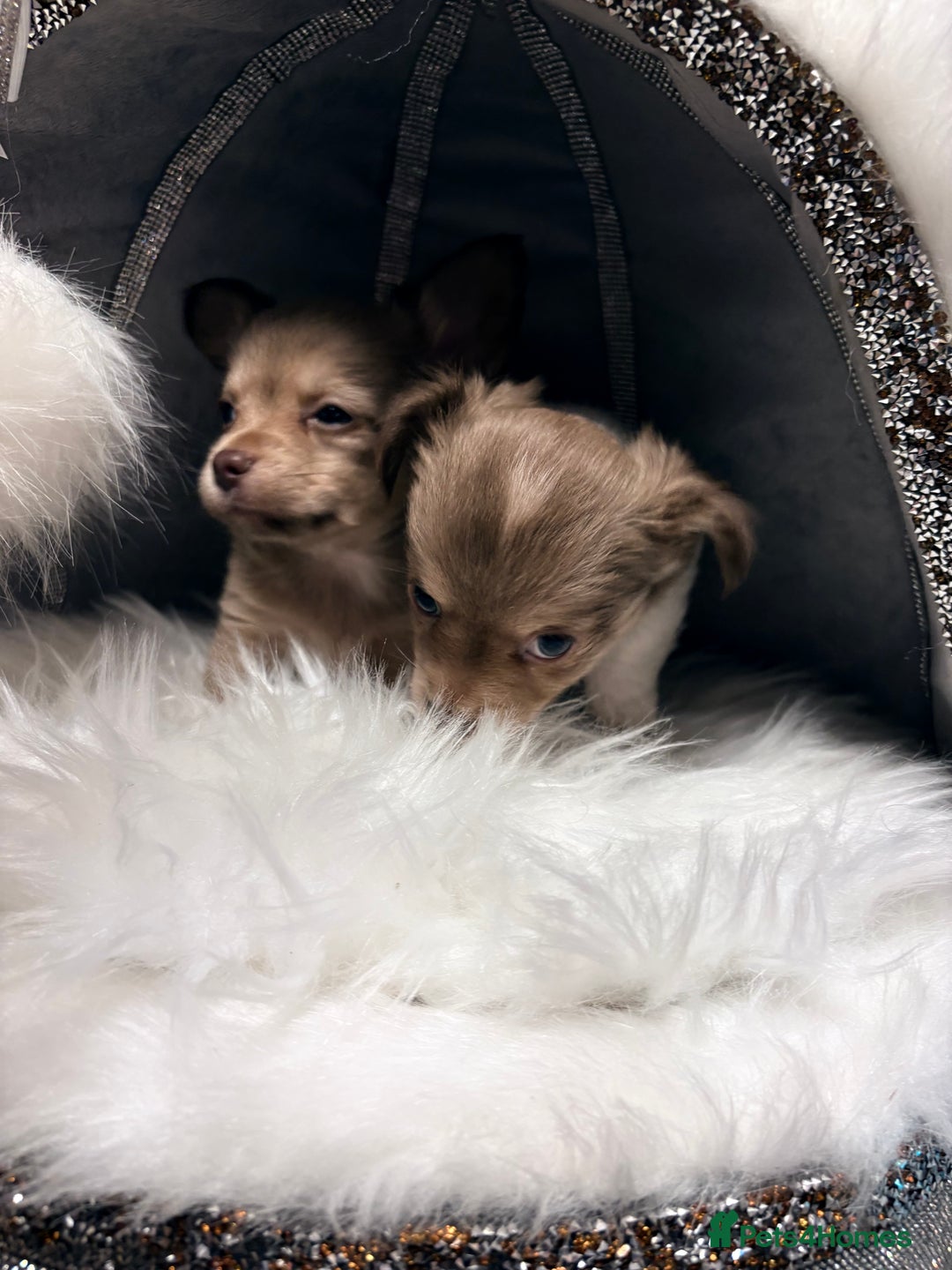 Mixed Breed dogs for sale: Stunning miniature toy chiweenie pups male female - Advert 10