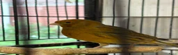 Mixed Breed birds for sale: Rescue birds for Adoption  - Advert 3