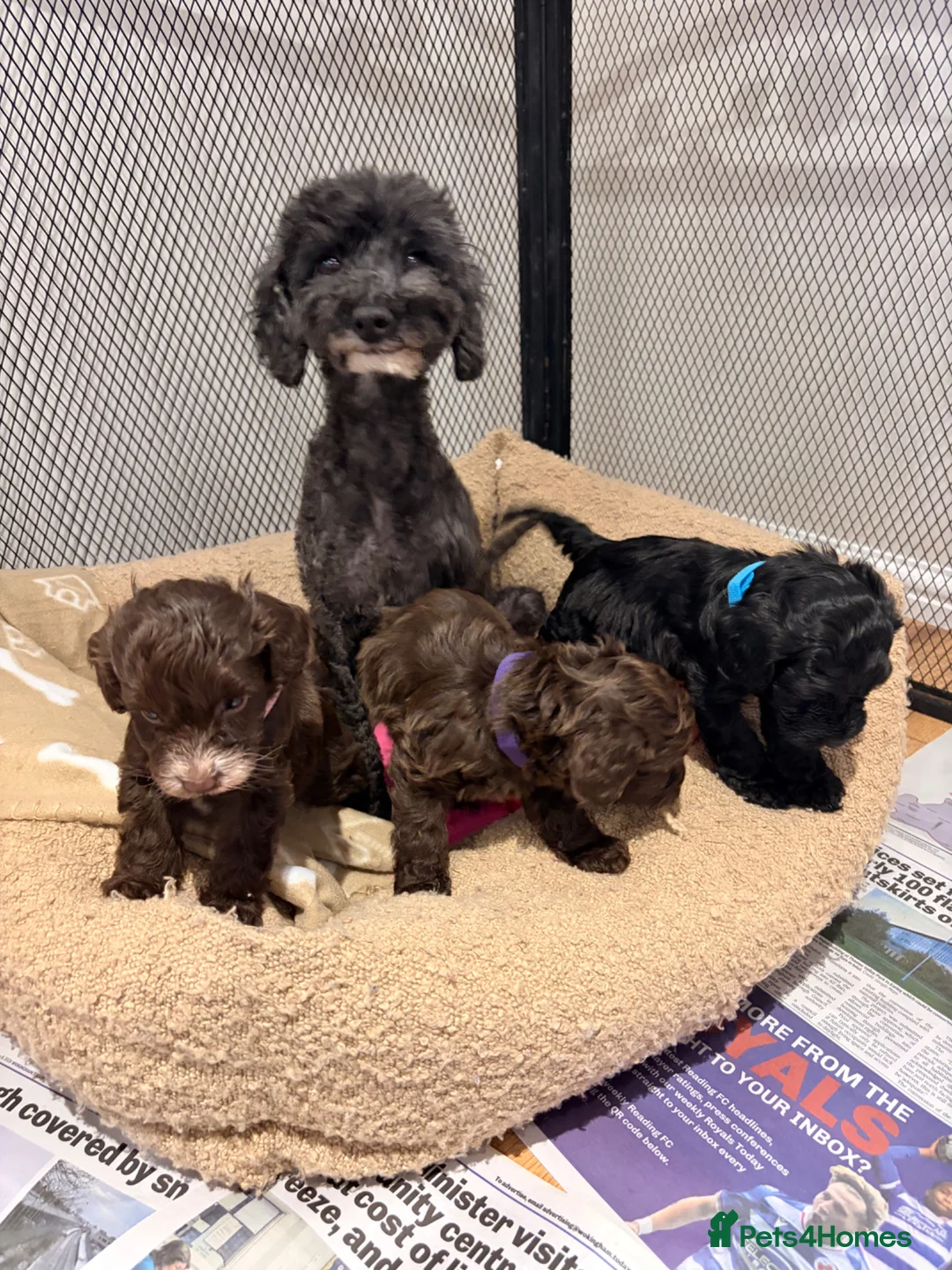 Cockapoo dogs for sale: Beautiful F1 cockapoo puppys - Advert 1