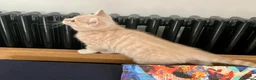 British Shorthair cats for sale: PURE BREED BOY - Advert 3