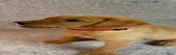Labrador Retriever dogs for sale: Labrador Puppies - Advert 6