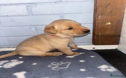 Labrador Retriever dogs for sale: Exceptional KC FTCH Working Labrador Pups - Image 9