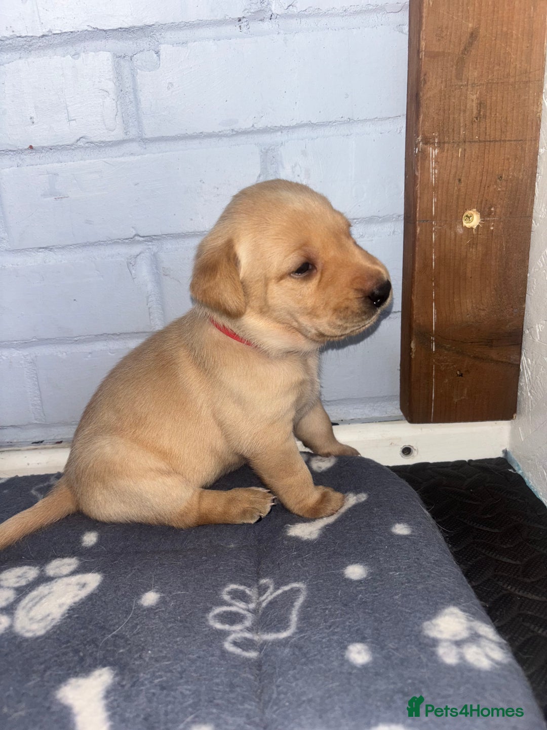 Labrador Retriever dogs for sale: Exceptional KC FTCH Working Labrador Pups - Image 9
