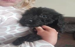 Labradoodle dogs for sale: mixed litter Black Labradoodles - Image 2