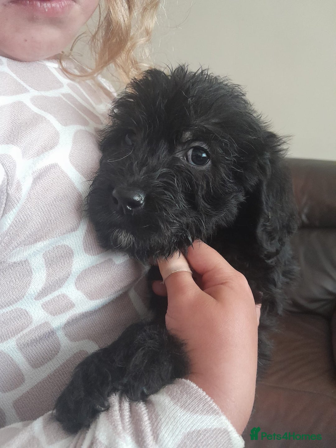 Labradoodle dogs for sale: mixed litter Black Labradoodles - Image 2