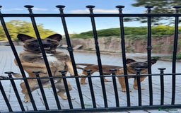 Belgian Shepherd Dog dogs for sale: 9 Month old Two Belgian Malinois Pups (Brothers) - Image 11
