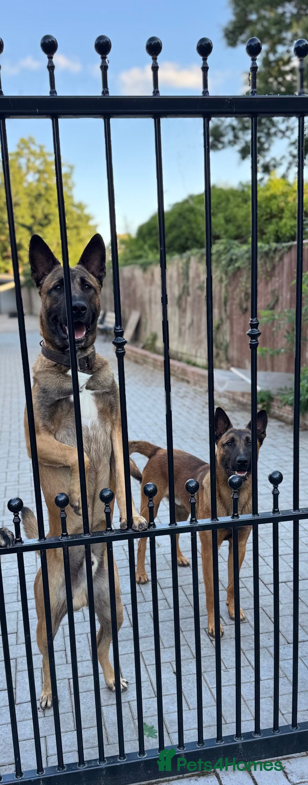 Belgian Shepherd Dog dogs for sale: 9 Month old Two Belgian Malinois Pups (Brothers) - Image 11