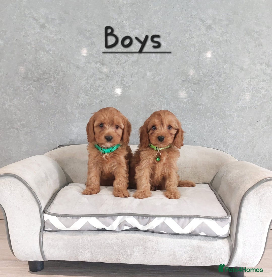 Cavapoo dogs for sale: Cavapoo F1 Puppies ❣️ - Image 12