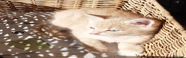 Mixed Breed Kitten 1