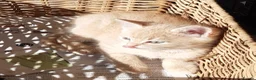 Mixed Breed cats for sale: Blue tabby ginger kittens  in Sidmouth - Advert 2