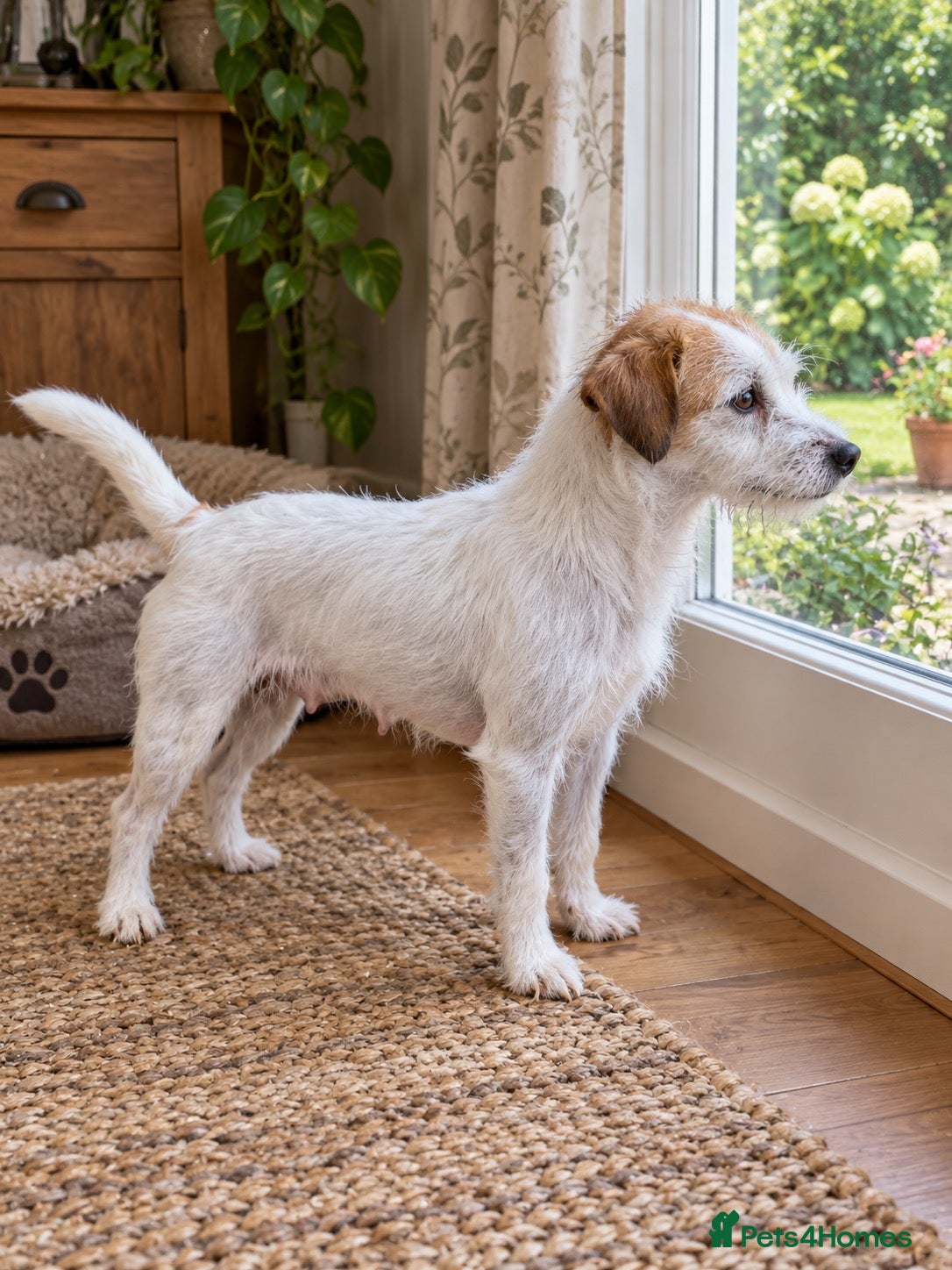 Parson Russell dogs 2 year old female parson - Advert 13