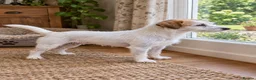 Parson Russell dogs for sale: 2 year old female parson - Advert 1