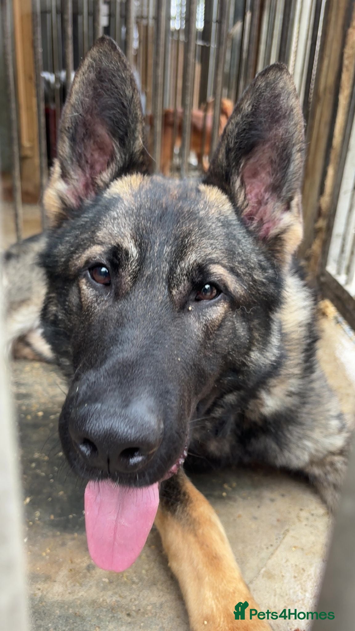 German Shepherd dogs Xander looking for his forever home  - Advert 2