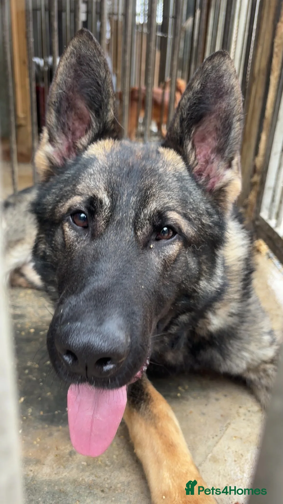 German Shepherd dogs for sale: Xander looking for his forever home  - Advert 1