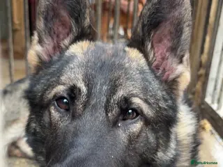 German Shepherd dogs Xander looking for his forever home - Advert 3