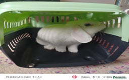 Dwarf Lop rabbits for sale: Looking for a New Home for Rosie (Spayed Rabbit) - Advert 3