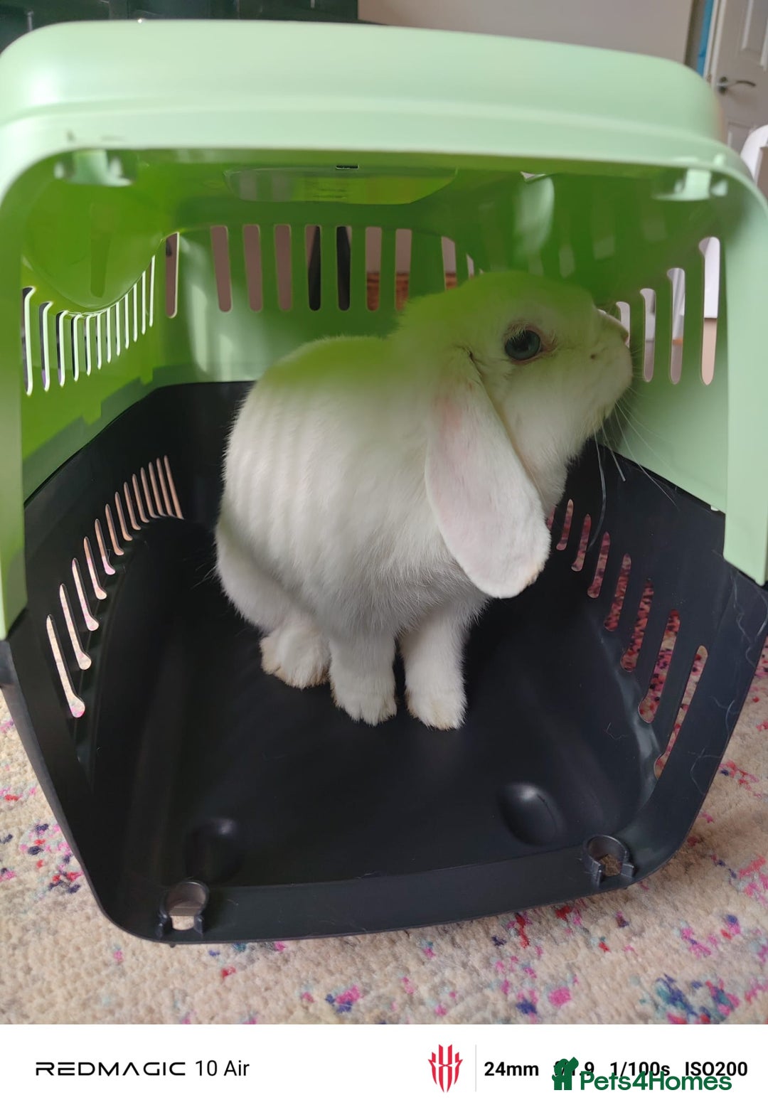 Dwarf Lop rabbits for sale: Looking for a New Home for Rosie (Spayed Rabbit) - Advert 3