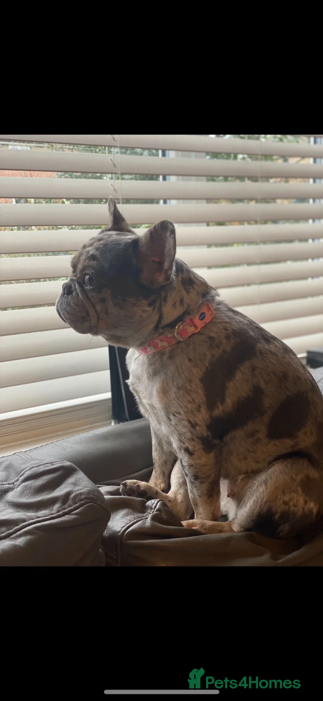 French Bulldog dogs for sale: Frenchbulldogs  in Bournemouth - Advert 1