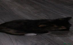 Domestic Shorthair cats for sale: 5 kittens ready to leave  - Image 3