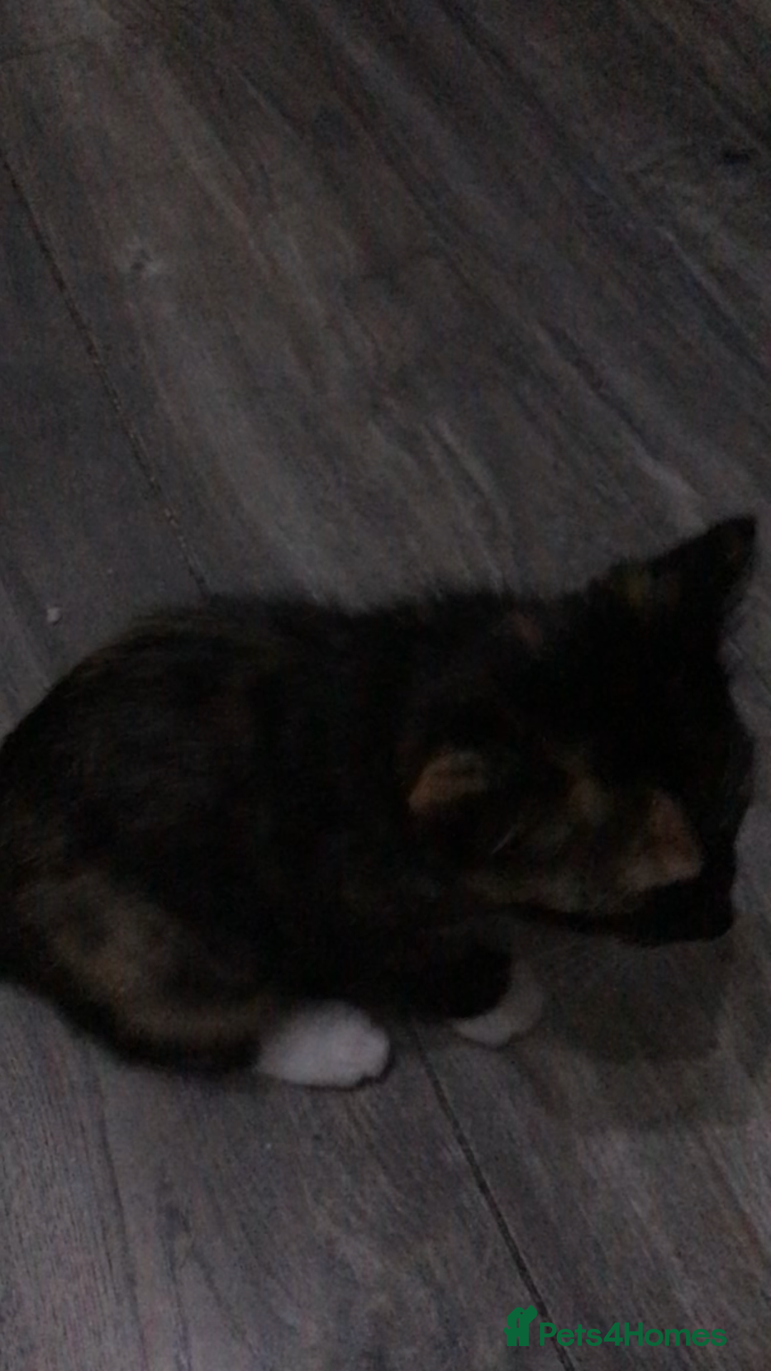 Domestic Shorthair cats for sale: 5 kittens ready to leave  - Image 3