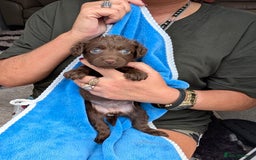 Mixed Breed dogs for sale: Small Jack Russell X Cocker Spaniel Puppies  - Image 3