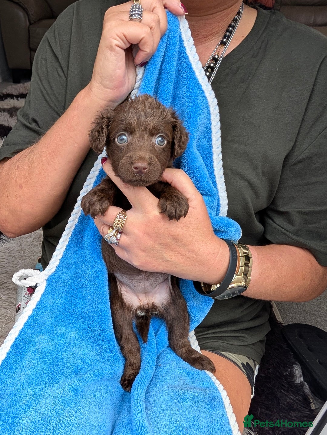 Mixed Breed dogs for sale: Small Jack Russell X Cocker Spaniel Puppies  - Image 3