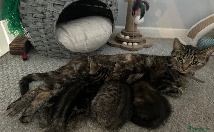 Mixed Breed cats - Advert 13
