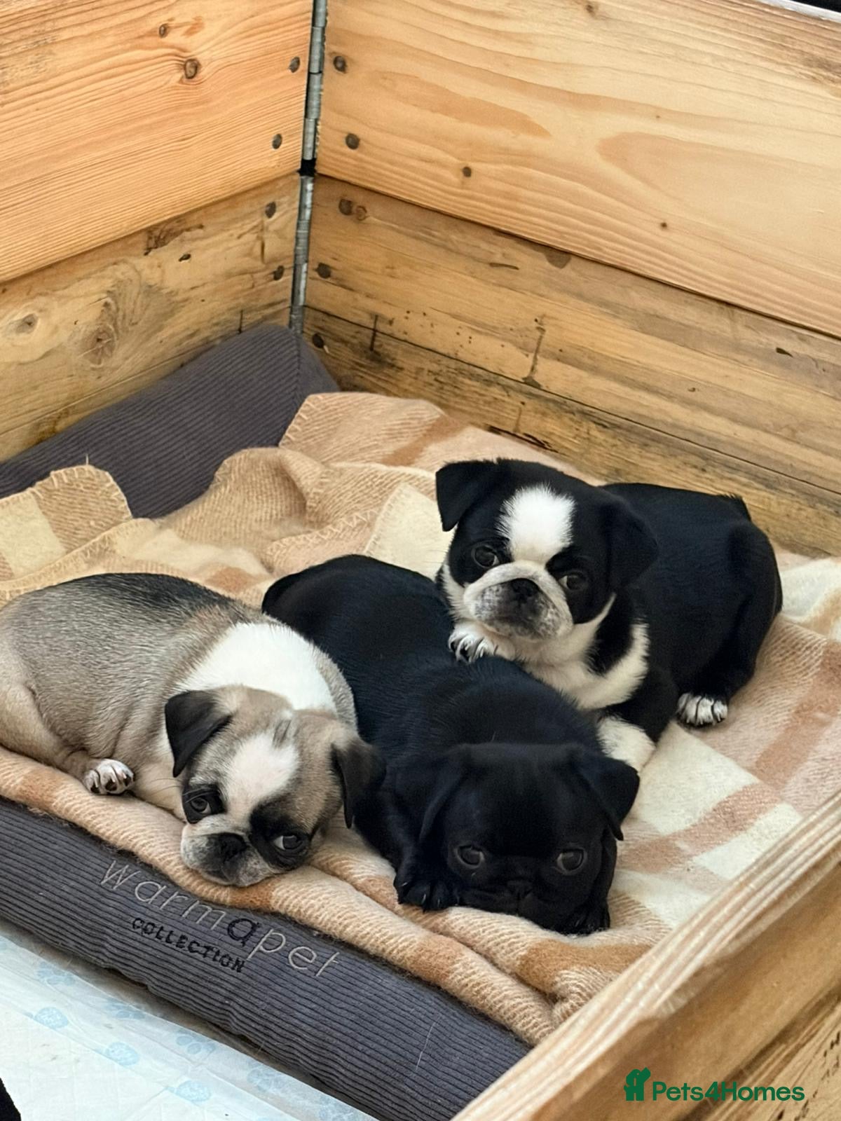 Pug dogs Beautifull pug pupies looking for a forever sofa - Advert 8