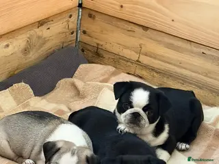 Pug dogs Beautifull pug pupies looking for a forever sofa - Advert 8