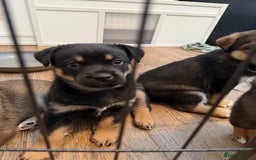 Mixed Breed dogs for sale: HuskyGerman/Rotweiler mixed breed puppies for sale - Advert 14