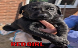 Labrador Retriever dogs for sale: Black/Golden Labrador Pups - Image 5