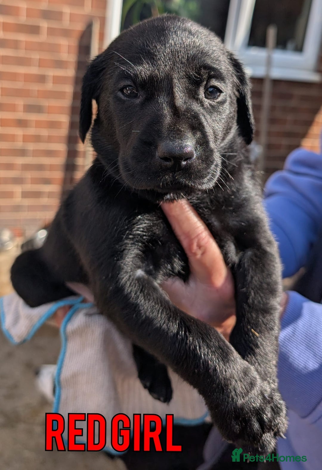 Labrador Retriever dogs for sale: Black/Golden Labrador Pups - Image 5