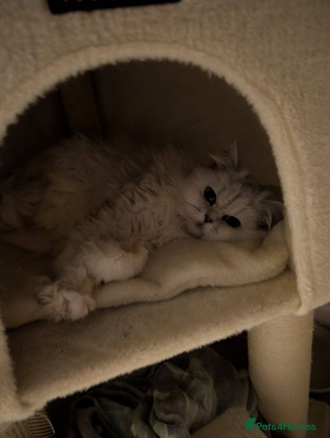 Persian cats for sale: Pure Persian Boy. Big Teddy Bear 🧸❤️ - Advert 2