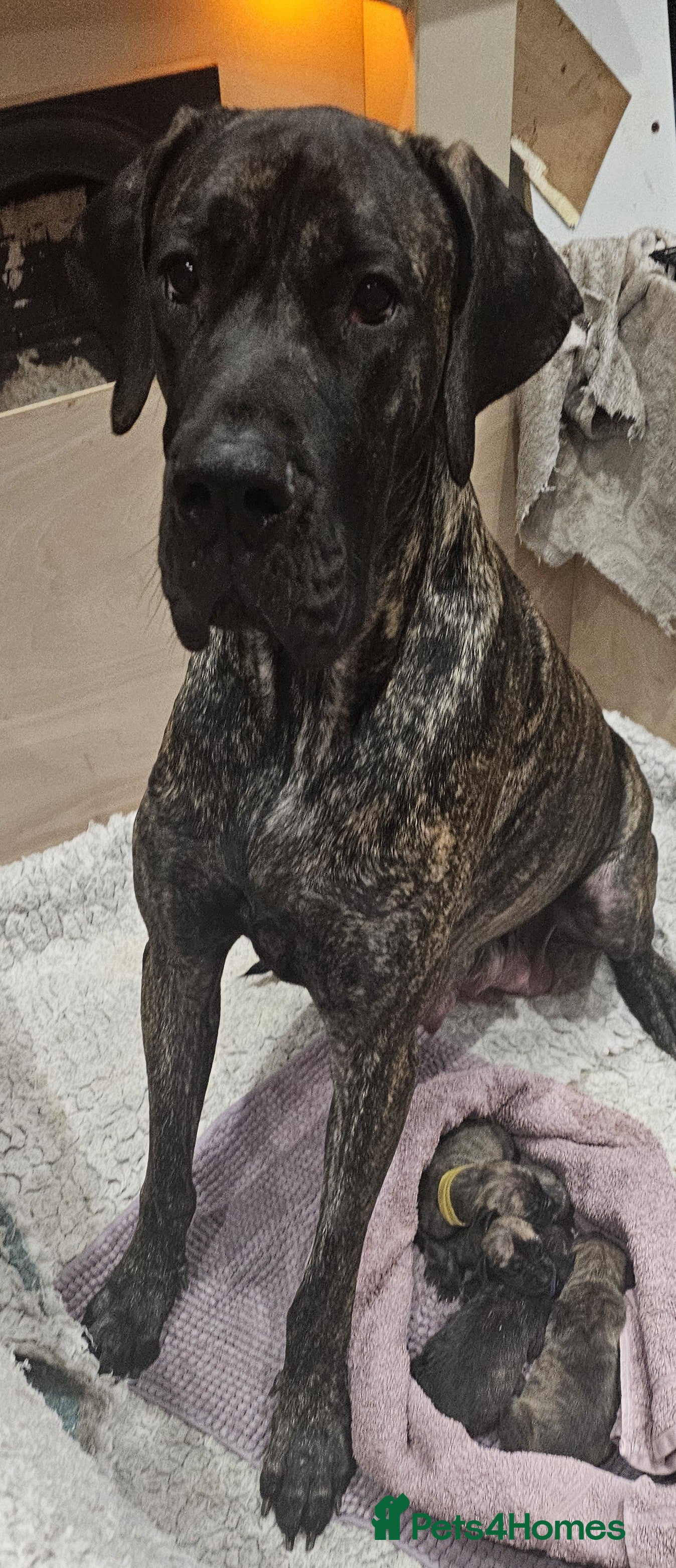 Great Dane dogs Stunning Brindle Male Great Dane Puppies - Advert 2