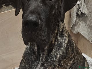 Great Dane dogs ONLY 2 LEFT Stunning Brindle Male Great Dane Pups - Advert 5