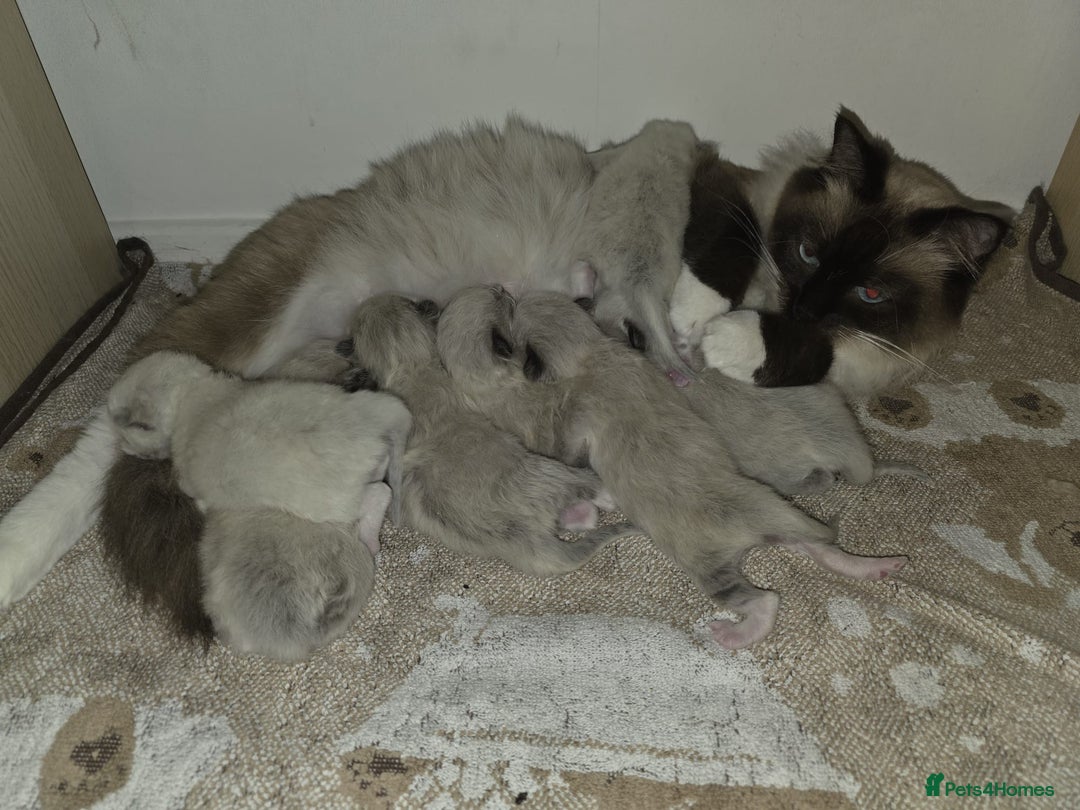 Ragdoll cats for sale: Pure Ragdoll Kittens  - Advert 10