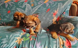Border Terrier dogs for sale: Fully vaccination 1 boy left  - Image 14