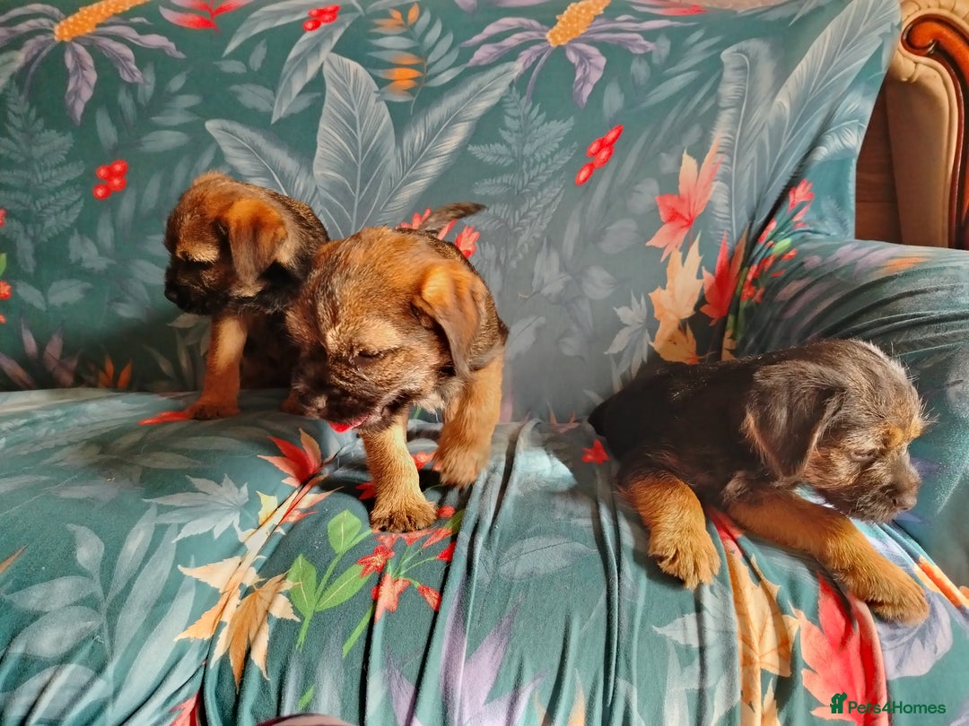 Border Terrier dogs for sale: Fully vaccination 1 boy left  - Image 14