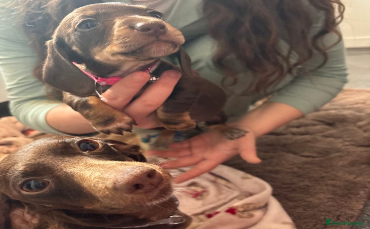 Dachshund dogs - Advert 1