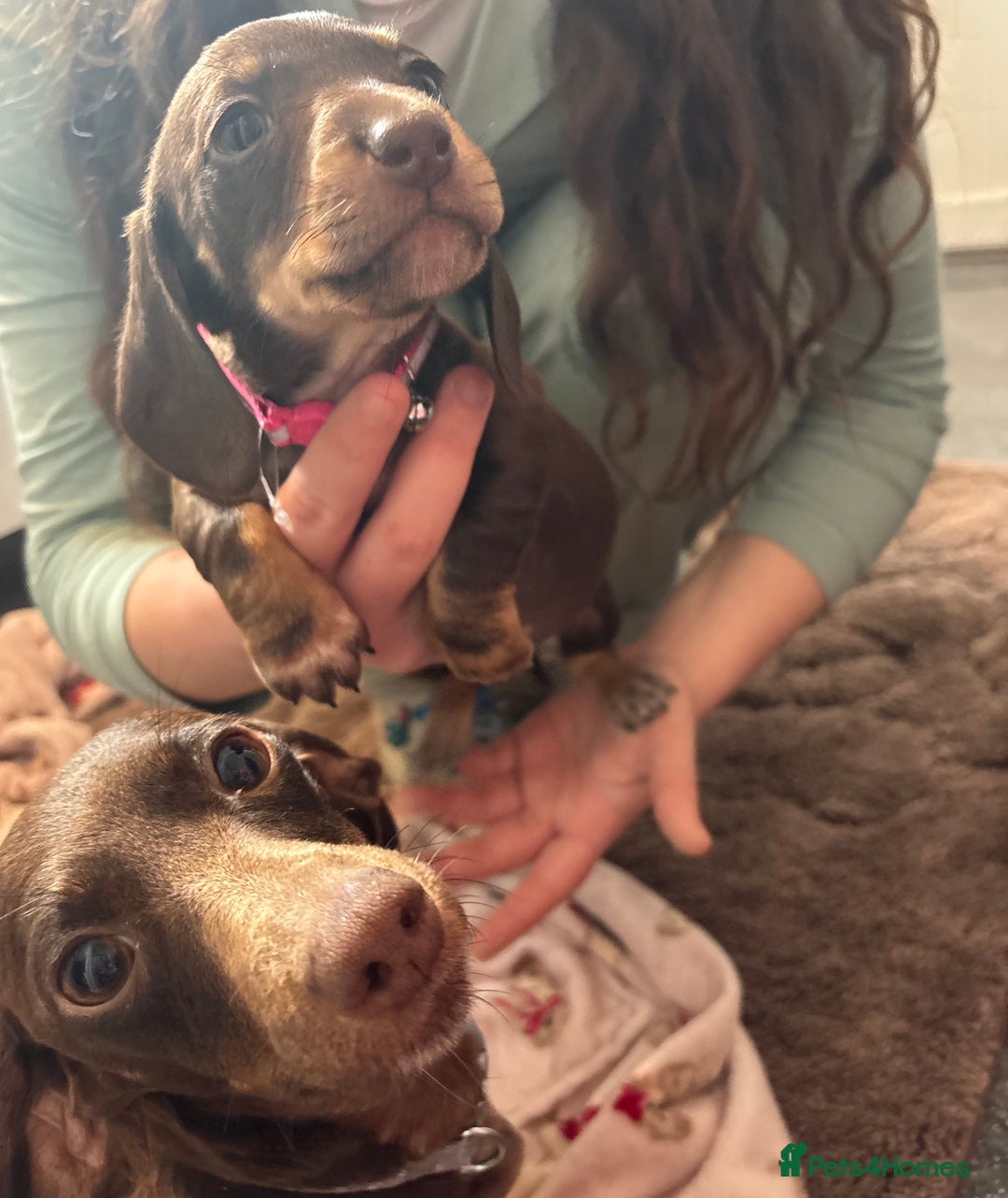 Dachshund dogs for sale: Miniature Dachshund puppies - Image 1