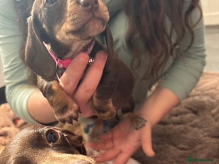 Dachshund dogs for sale - Advert 1