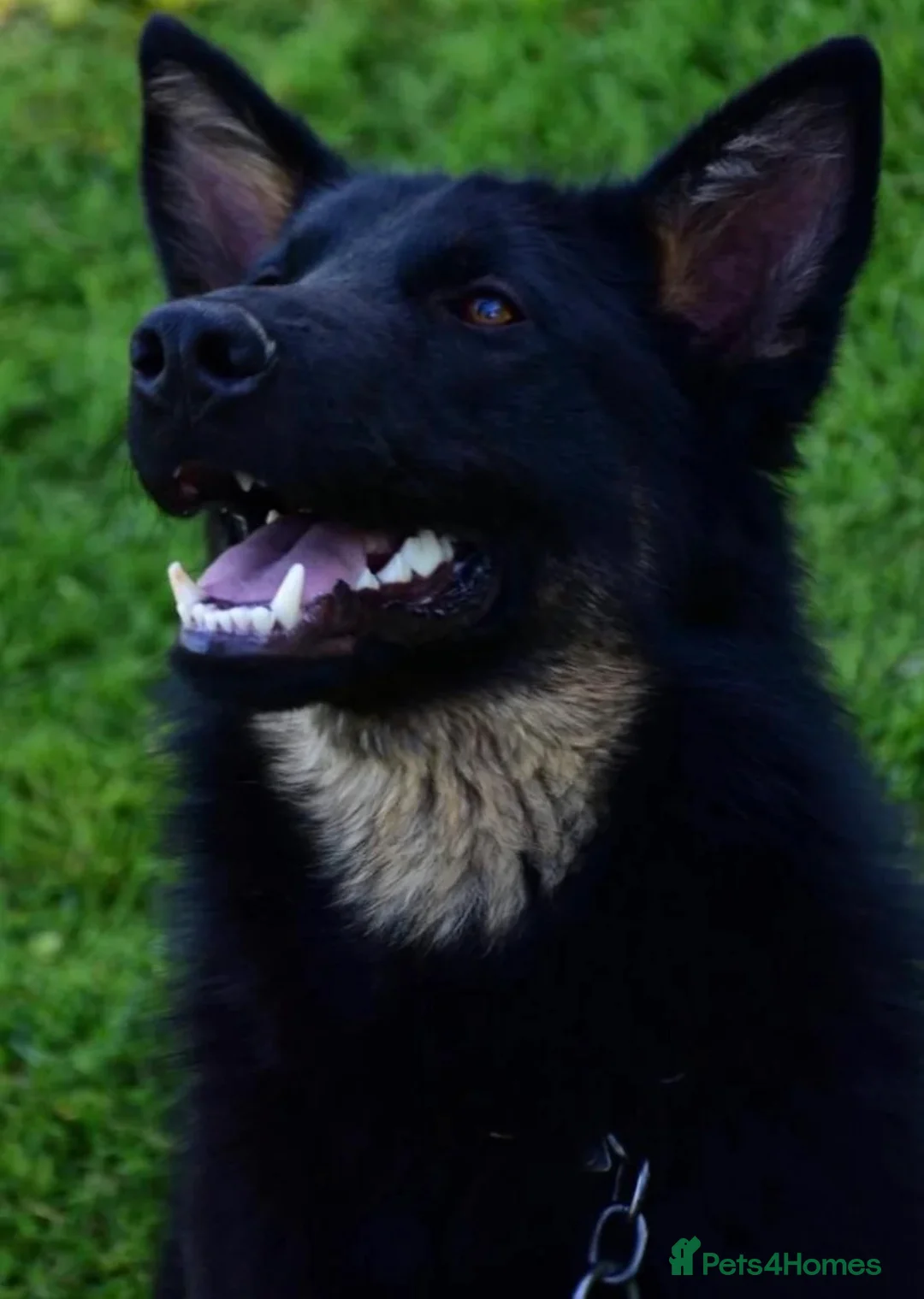 German Shepherd dogs for stud: 🏆Zanzibar - World champion working lines 🏆 in Batley - Advert 2