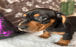 Dachshund dogs for sale: Beautiful Dachshund Puppies Ready to go 8th Nov  - Image 26