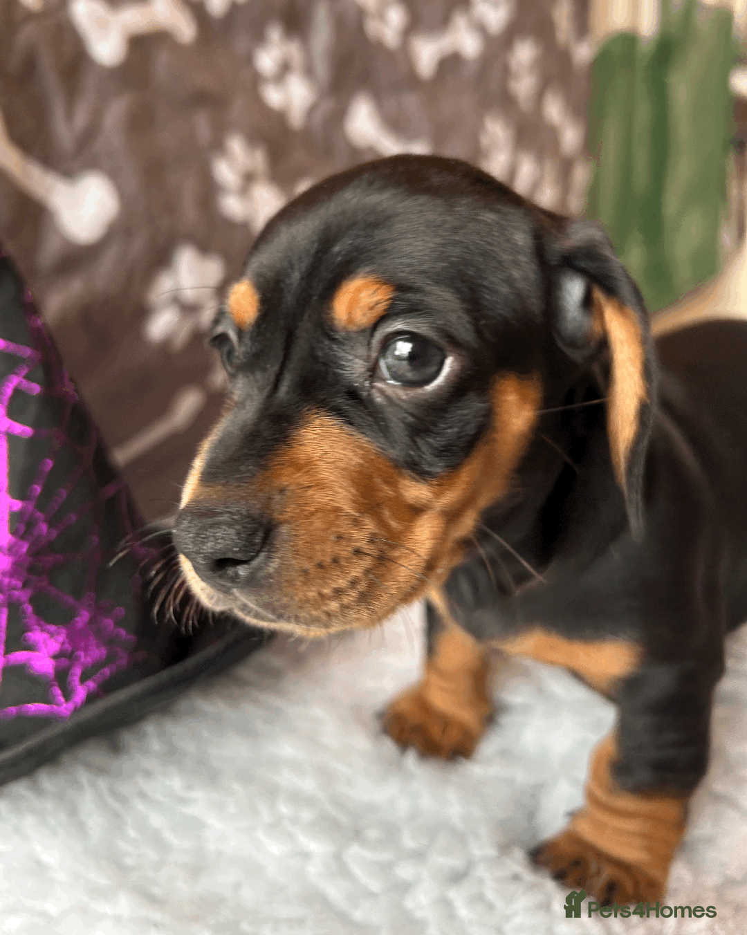 Dachshund dogs for sale: Beautiful Dachshund Puppies Ready to go 8th Nov  - Image 26
