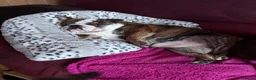 English Bulldog dogs for sale: Biscuit in Blackpool - Advert 5