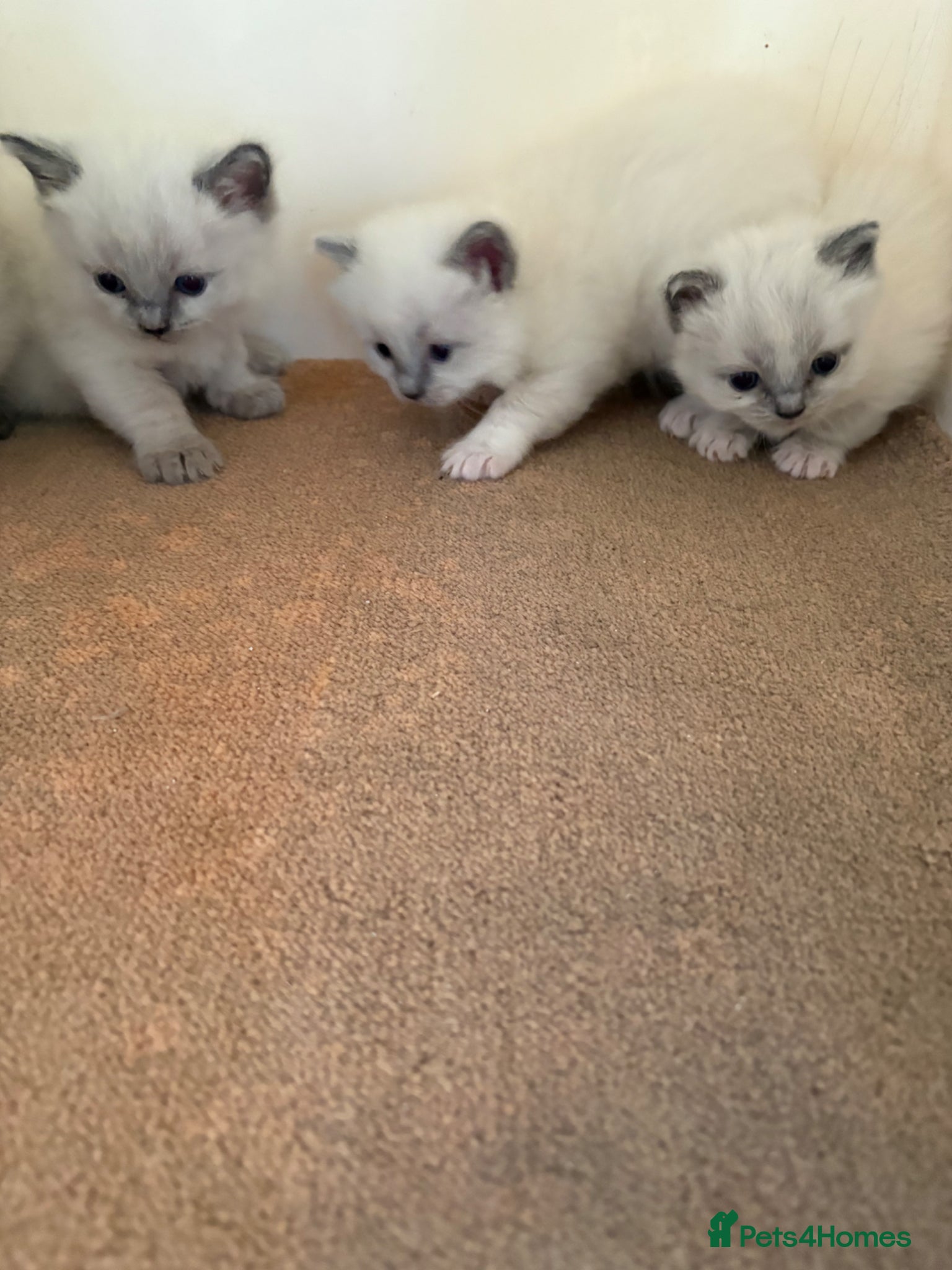 Ragdoll cats for sale: Ragdoll kittens in Romford - Advert 2